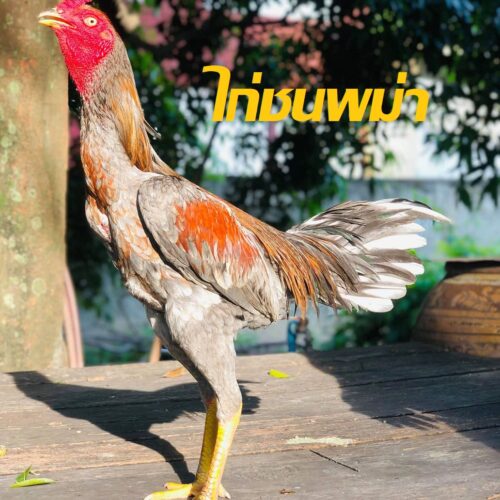 เทคนิคการเลี้ยงไก่พม่าหนุ่มๆ