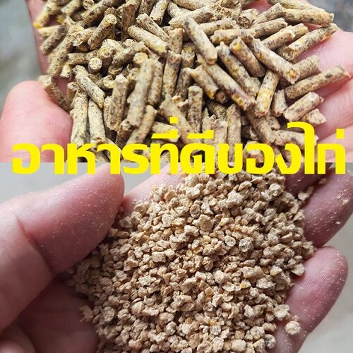 อาหารที่ดีของไก่