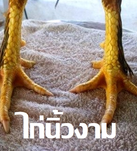 ไก่นิ้วงามตามตำรา