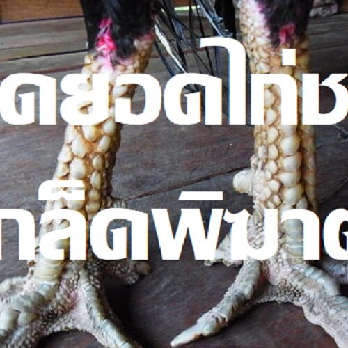 สุดยอดไก่ชน เกล็ดพิฆาต