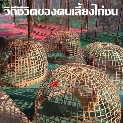วิถีชีวิตของคนเลี้ยงไก่ชน