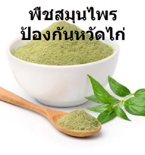 พืชสมุนไพรป้องกันหวัดไก่